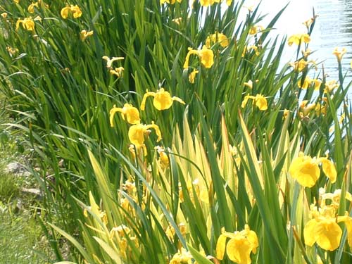 Plants on Pond Edge