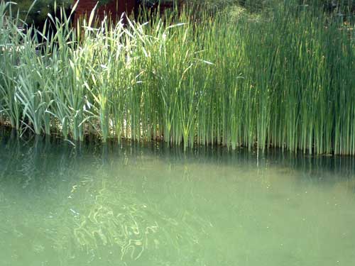 Plants on Pond Edge