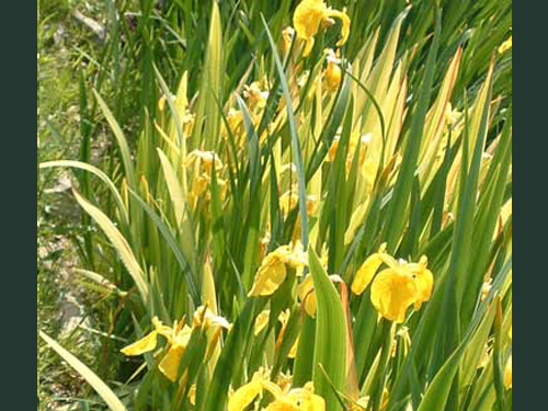 Plants on Pond Edge