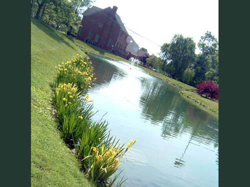 Plants on Pond Edge