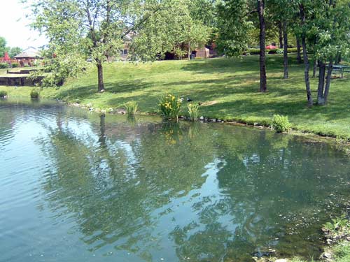 Plants on Pond Edge