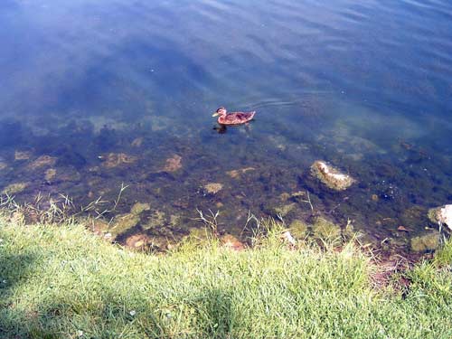 Plants on Pond Edge