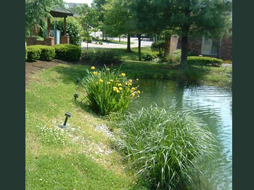 Plants on Pond Edge