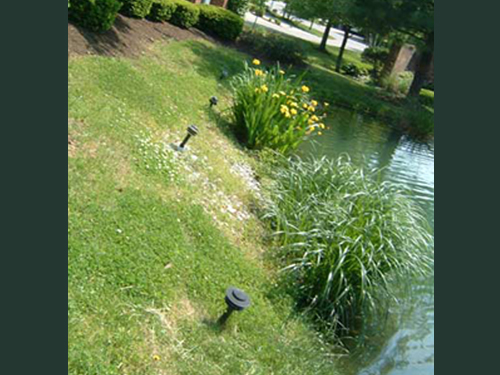 Plants on Pond Edge