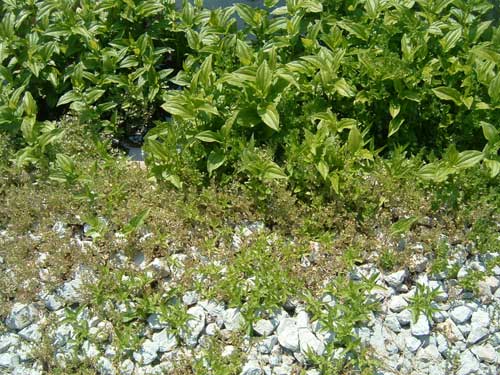 Plants on Pond Edge