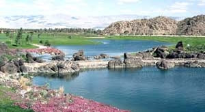 Scenic Lagoon with Aquatic Plant Growth