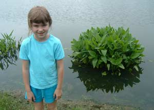 Plant Edgings on Pond
