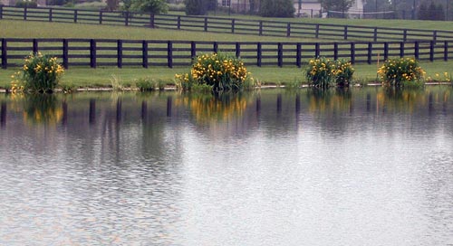 Plants on Pond Edge