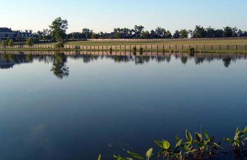 Plants on Pond Edge