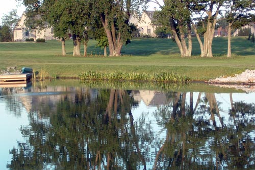 Plants on Pond Edge