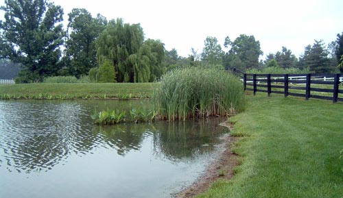 Plants on Pond Edge