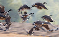 Canadian Geese in the Water
