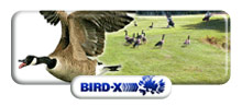 Bird-X