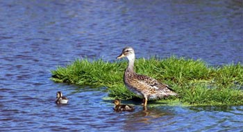 Mother and Baby Ducks in Pond
